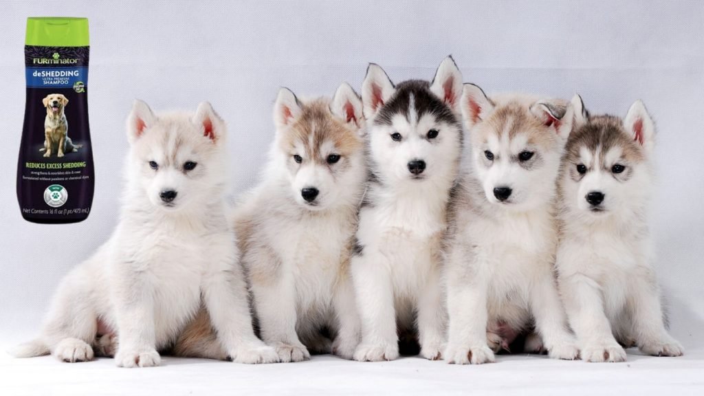 Is FURminator Shampoo Good for Huskies