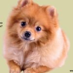 Is Chamomile Shampoo Good For Yeasty Dogs