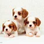 Is Johnson Baby Shampoo Good for Puppies