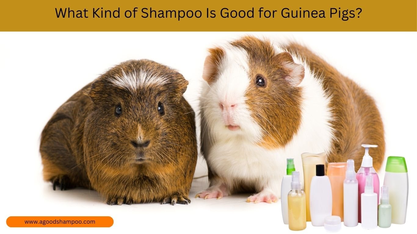 What Kind of Shampoo Is Good for Guinea Pigs? 1 What Kind of Shampoo Is Good for Guinea Pigs