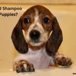 What’s a Good Shampoo for Pitbull Puppies