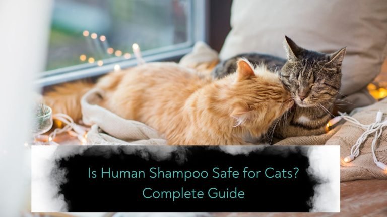 Is Human Shampoo Safe for Cats? Complete Guide 19 Is Human Shampoo Safe for Cats Complete Guide