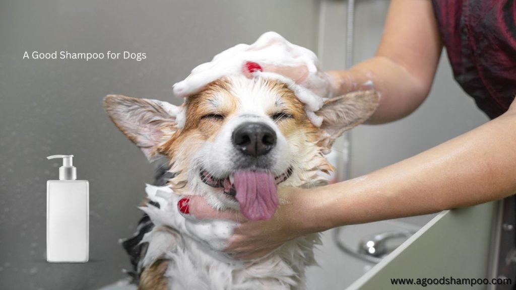 A Good Shampoo for Dogs