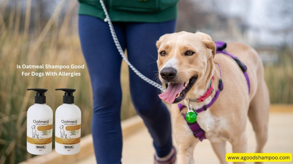 Is Oatmeal Shampoo Good For Dogs With Allergies