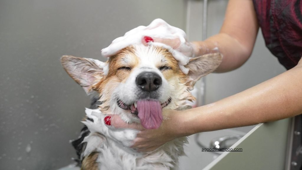 What Is A Good Hypoallergenic Dog Shampoo