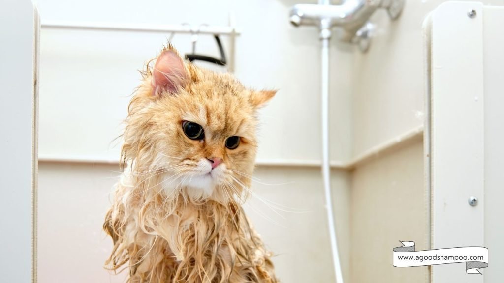 What Shampoo Is Good for Cats