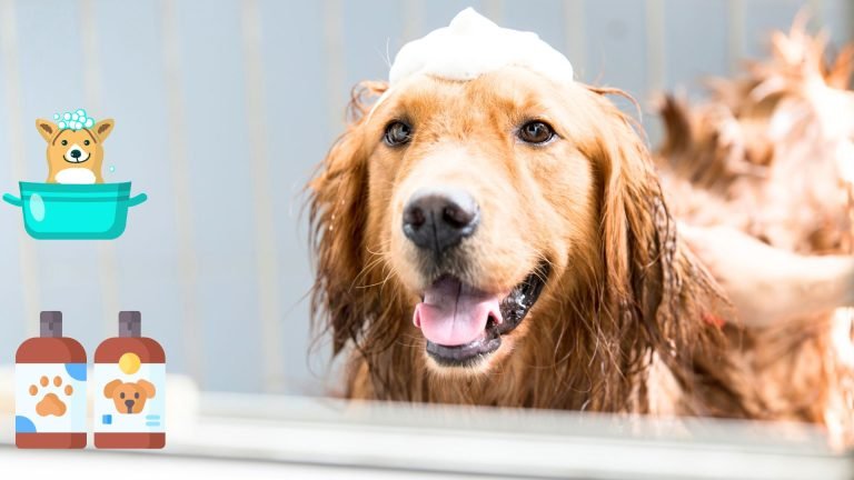 What Is A Good Dog Shampoo For Smell? Grooming Dogs with Fresh Tips 7 what is the best dog shampoo for smelly dogs