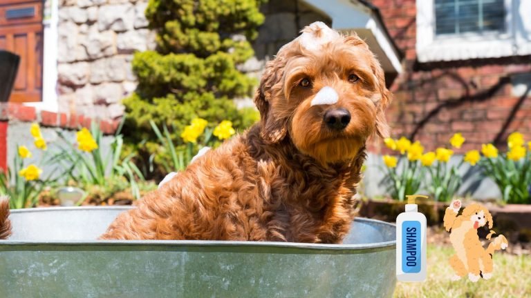 what shampoo is good for goldendoodles