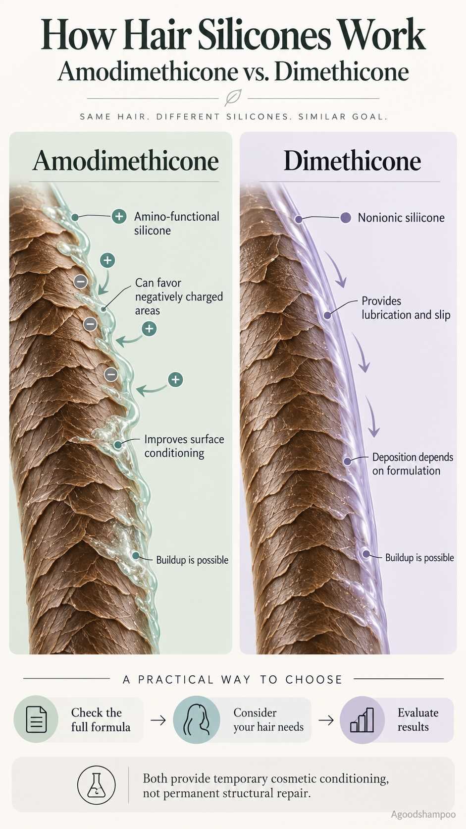 Infographic comparing amodimethicone and dimethicone conditioning on hair fibers