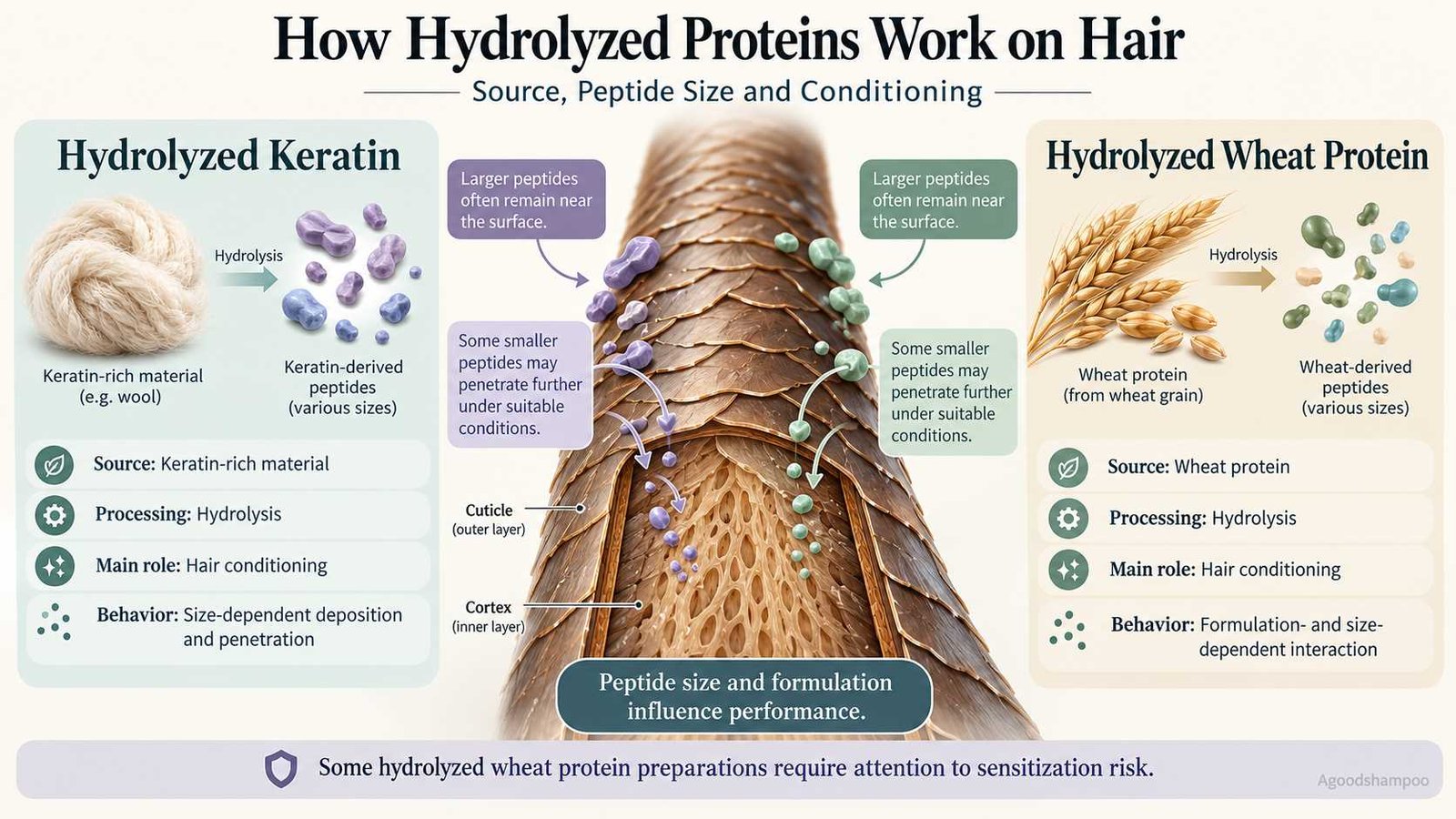Infographic comparing keratin and wheat protein sources, peptide sizes, and hair-fiber interactions